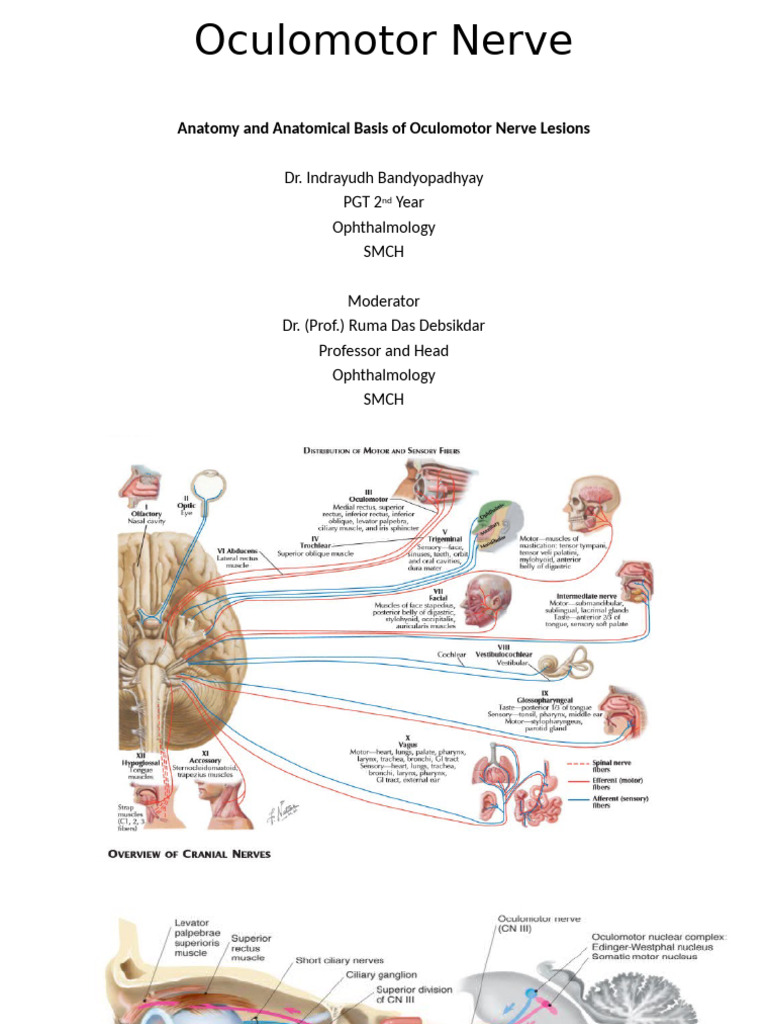 Oculomotor Nerve Anatomy and Lesions | PDF | Human Anatomy | Nervous System
