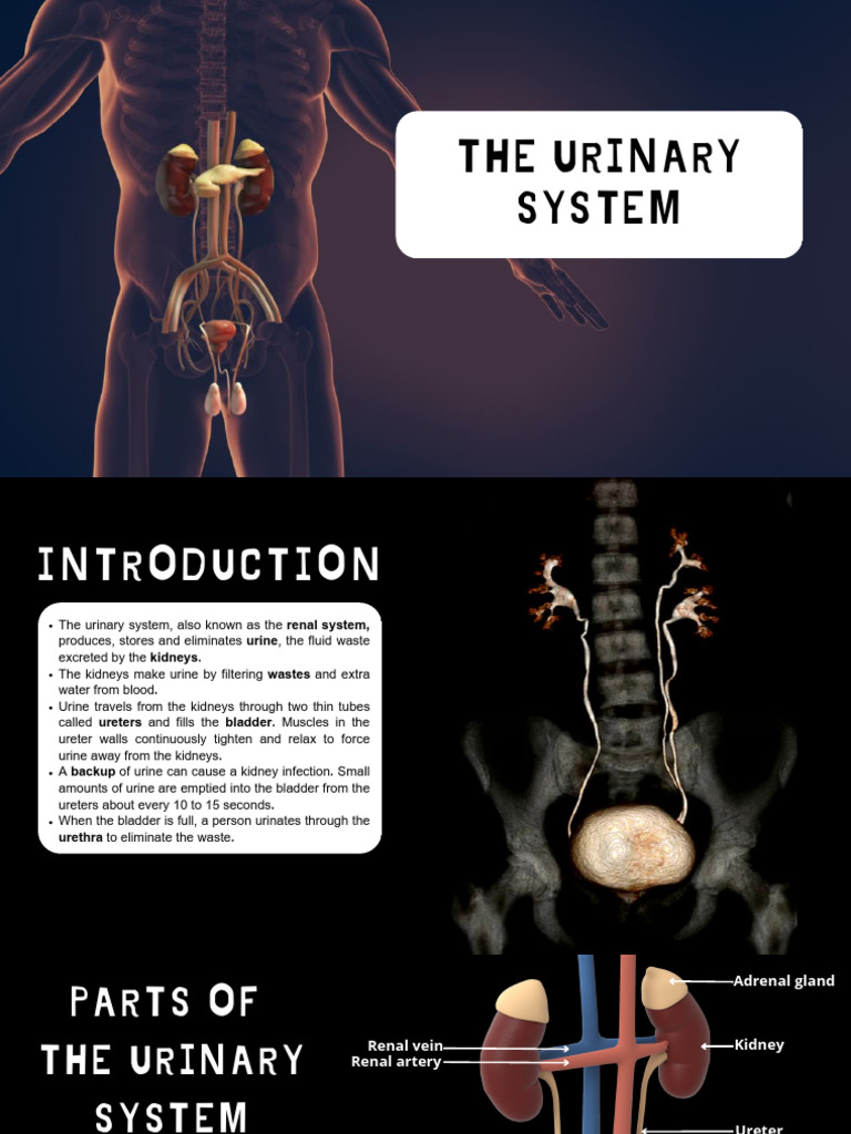 The Urinary System 2324 | PDF | Kidney | Urinary System