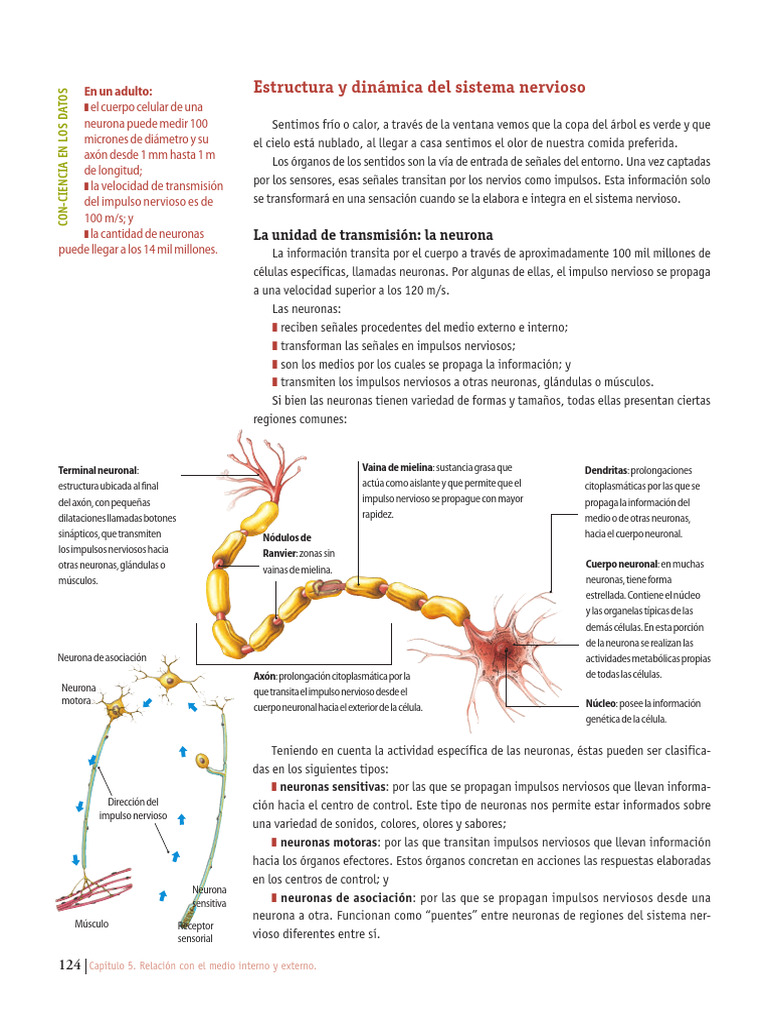 Cuidado del Sistema Nervioso | PDF | Sinapsis | Neurona