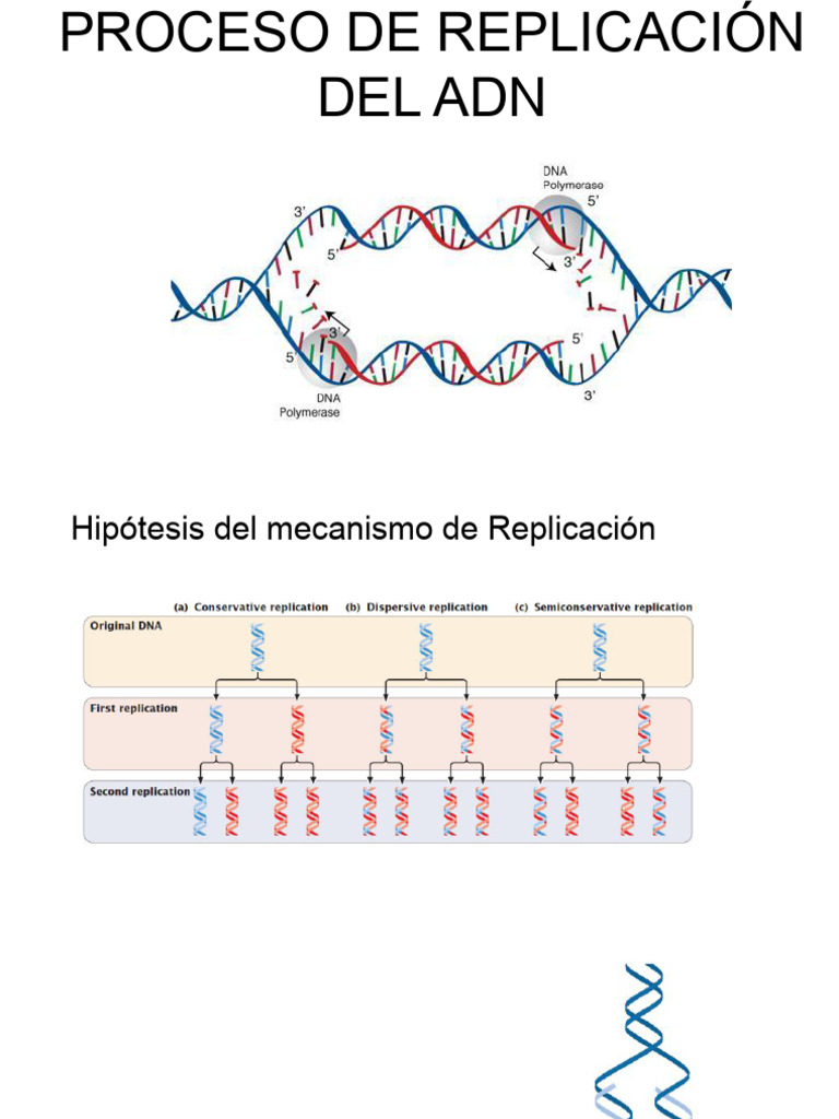 Proceso de Replicación del ADN | PDF | Replicación De Adn | Adn
