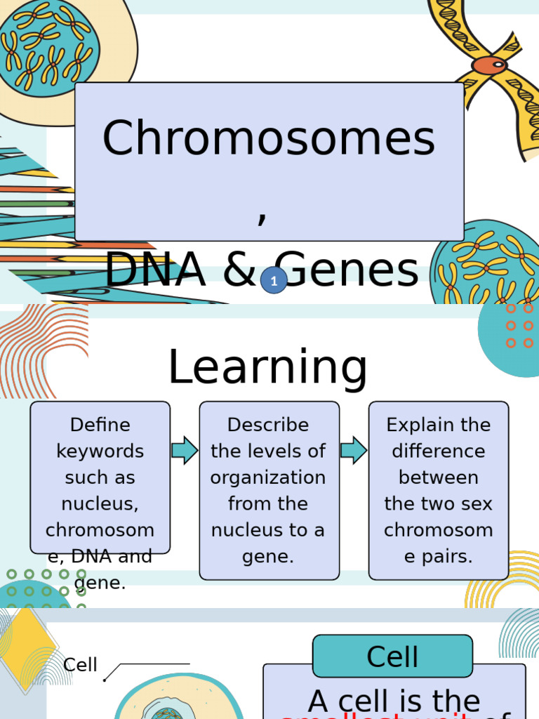 Chromosomes and DNA Overview | PDF | Ploidy | Chromosome