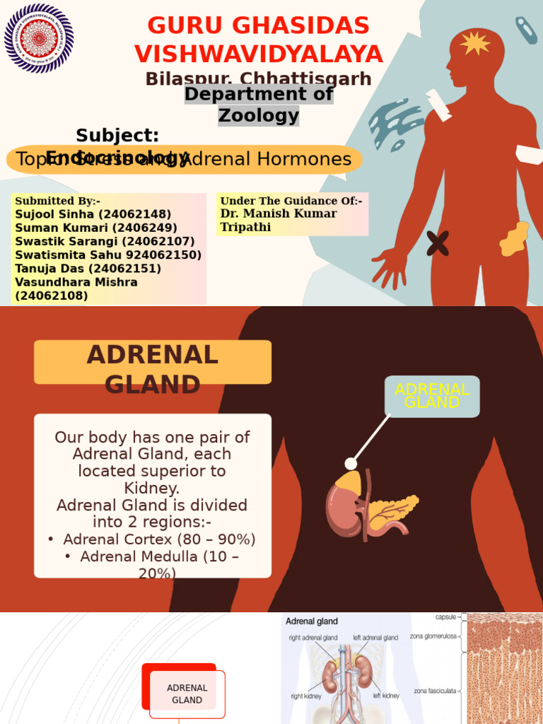 Stress & Adrenal Hormones-1 | PDF | Adrenal Gland | Stress (Biology)