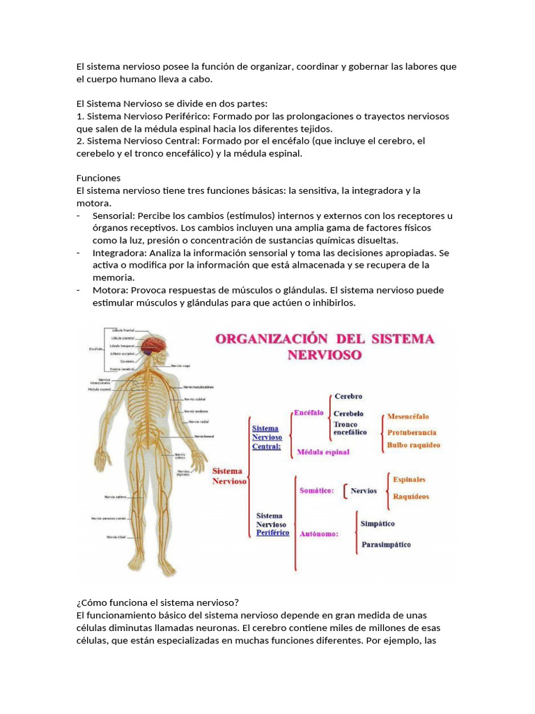 Funciones y Estructura del Sistema Nervioso | PDF | Sistema nervioso ...