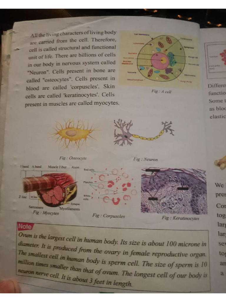 Class 8 Human Body Chapter 1 Page 4 | PDF