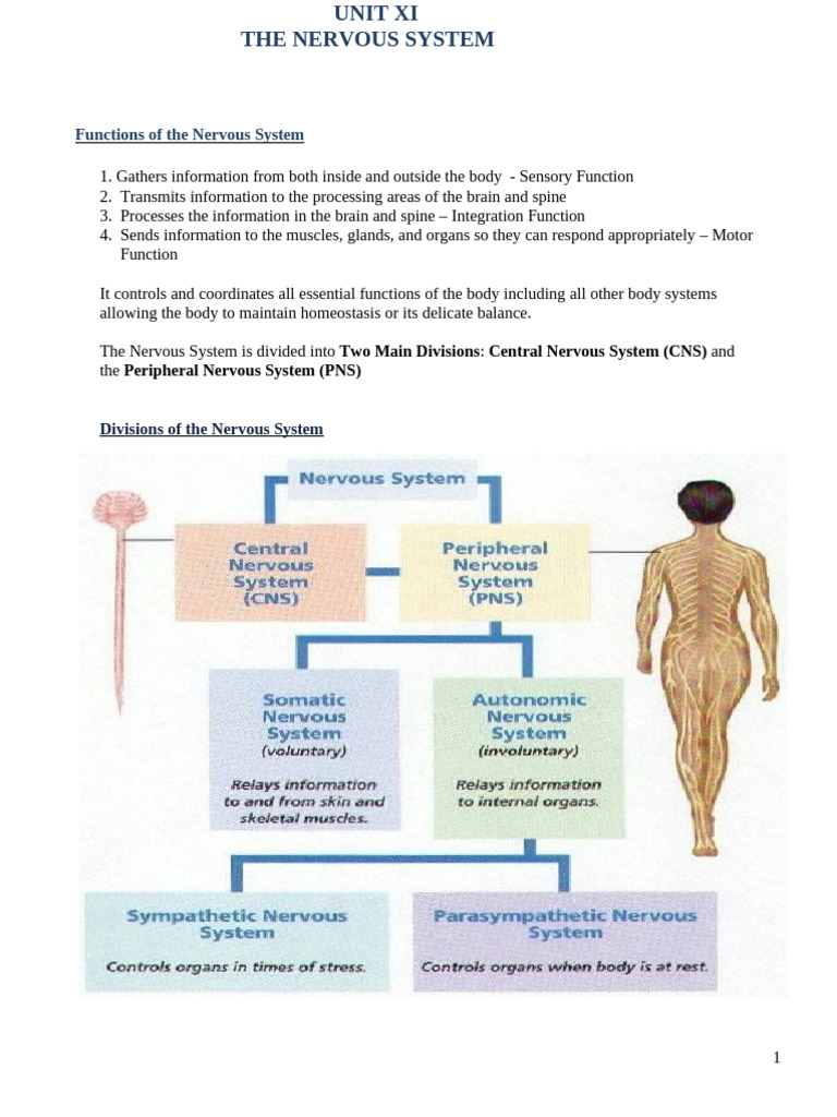 Overview of the Nervous System Functions | PDF | Neuron | Taste
