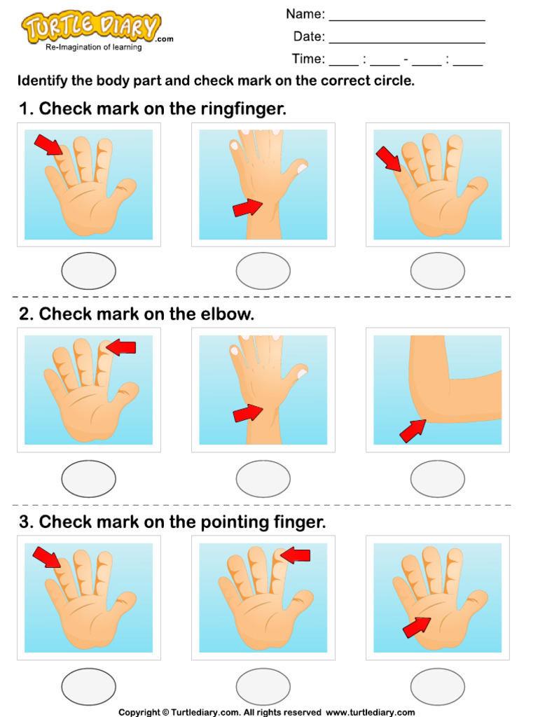 Human Hand | PDF