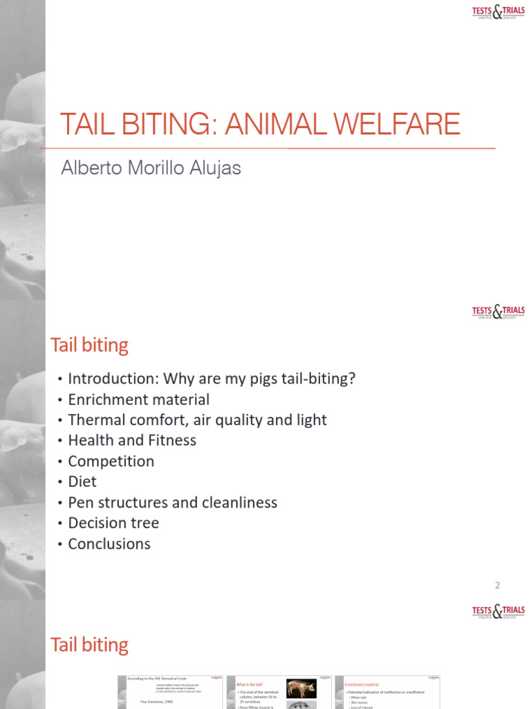 Tail biting 130924 | PDF | Animal Welfare | Pain