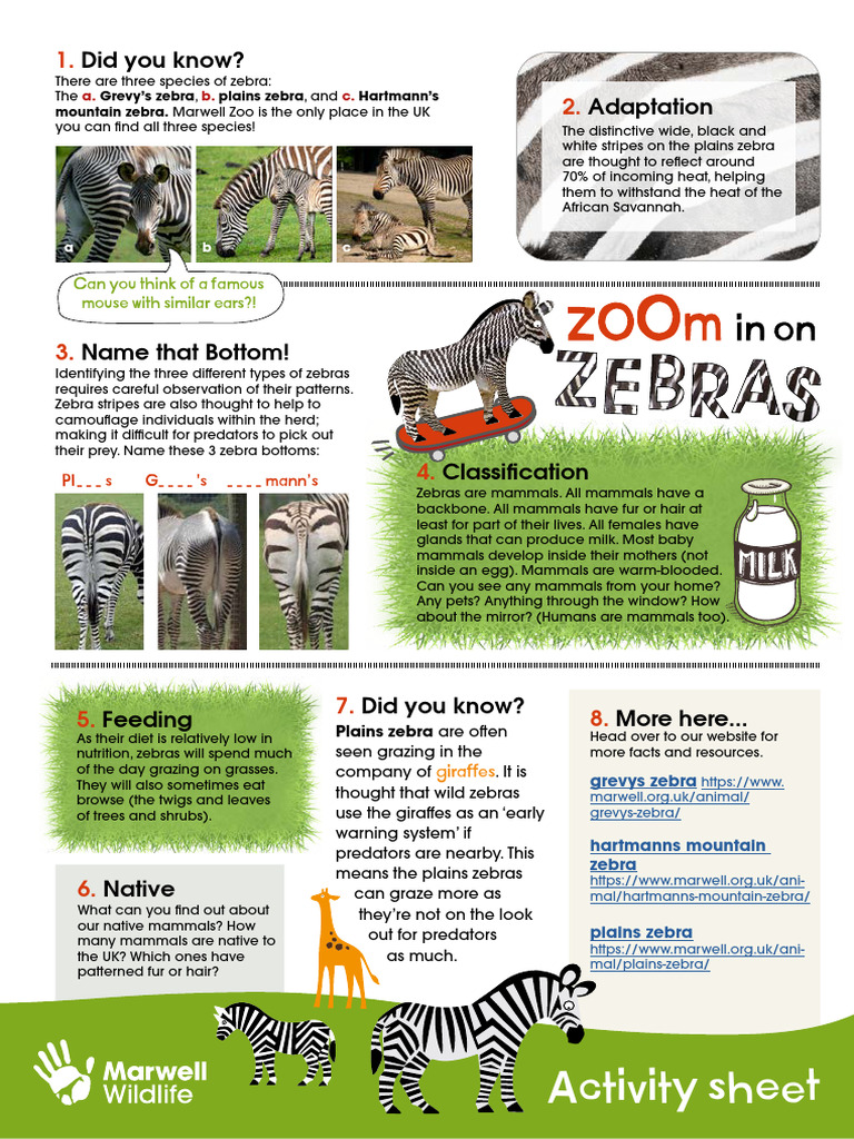 Zebra Facts and Worksheets | PDF | Zebra | Mammals