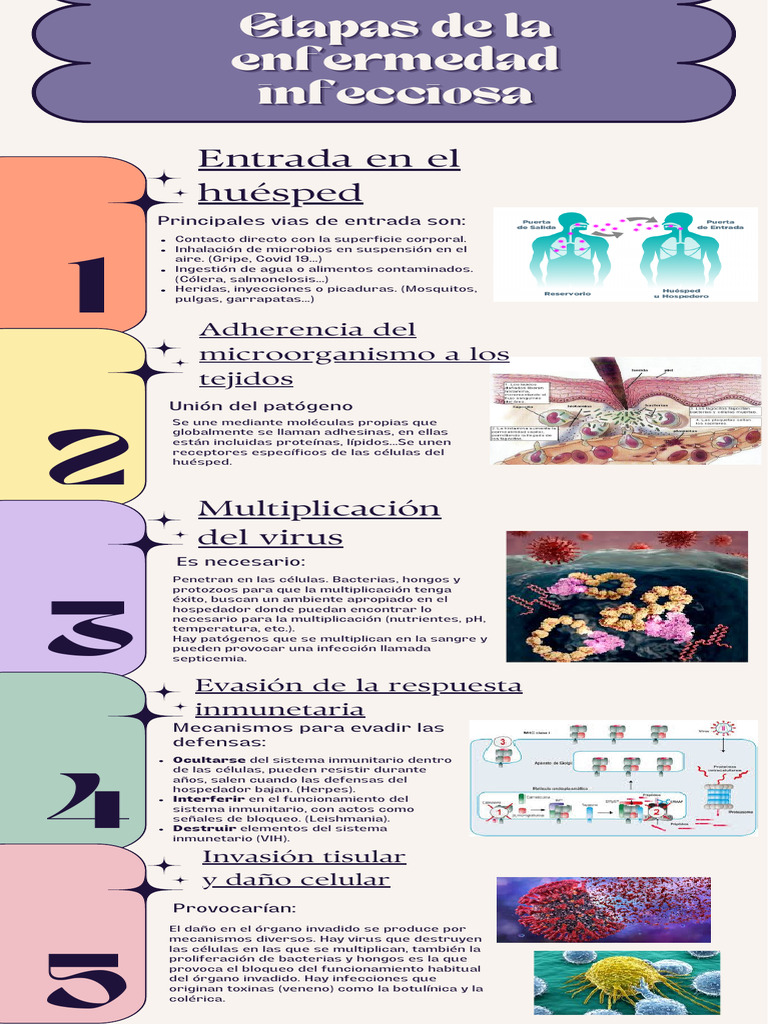 Fases de la Enfermedad Infecciosa | PDF