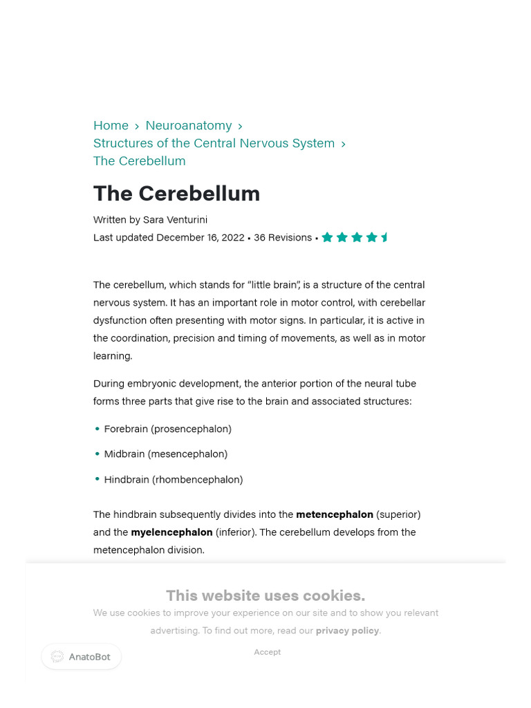 Anatomy of the Cerebellum Explained | PDF | Cerebellum | Neuroscience