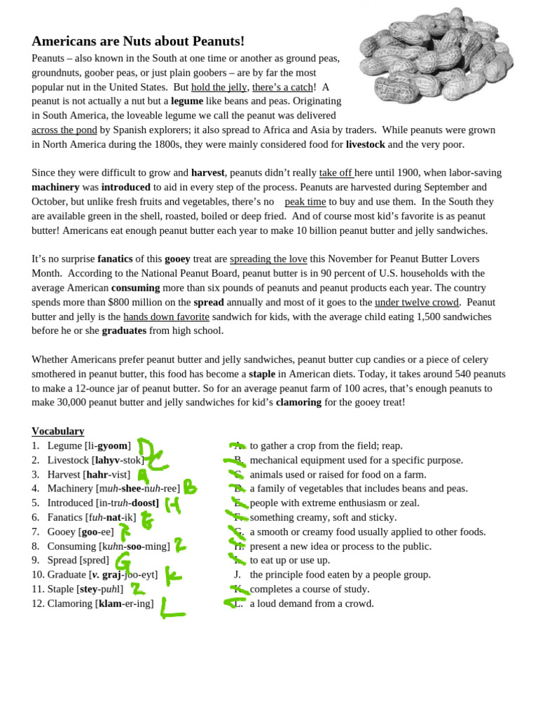 Americans' Love for Peanuts Explained | PDF | Peanuts | Vegan Cuisine