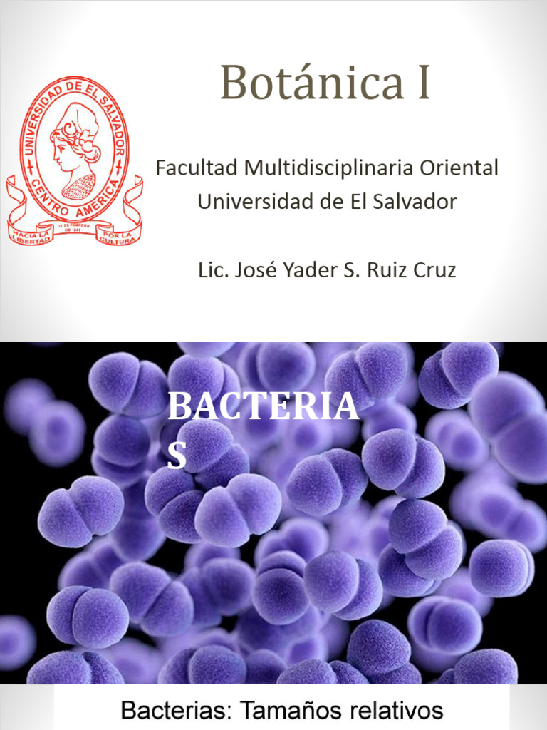 Clasificación y características de bacterias | PDF | Las bacterias ...