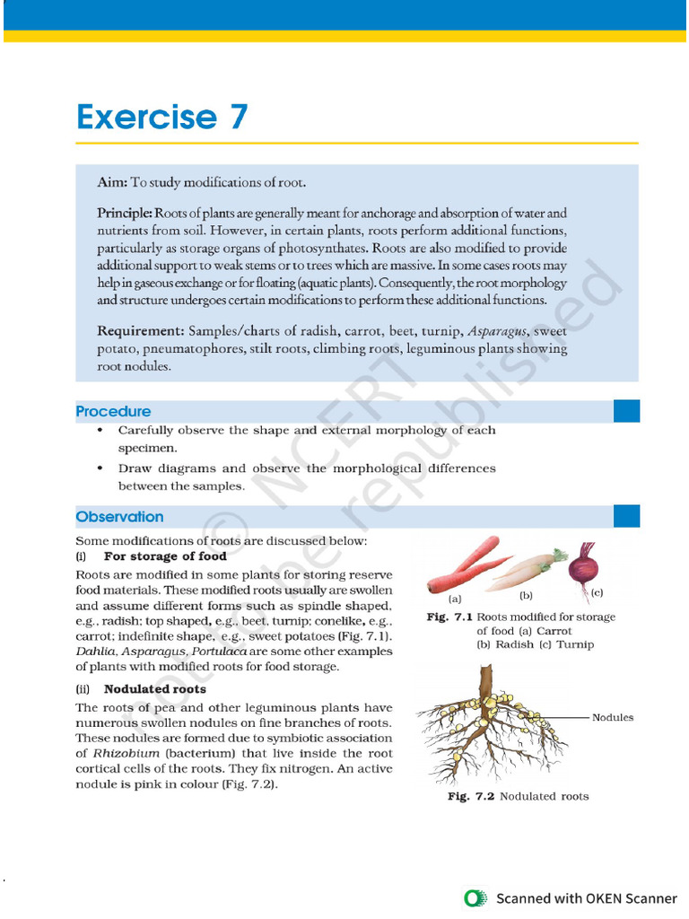 Botany Practical | PDF