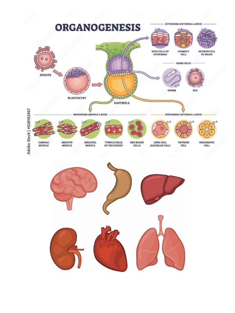 Embrio | PDF