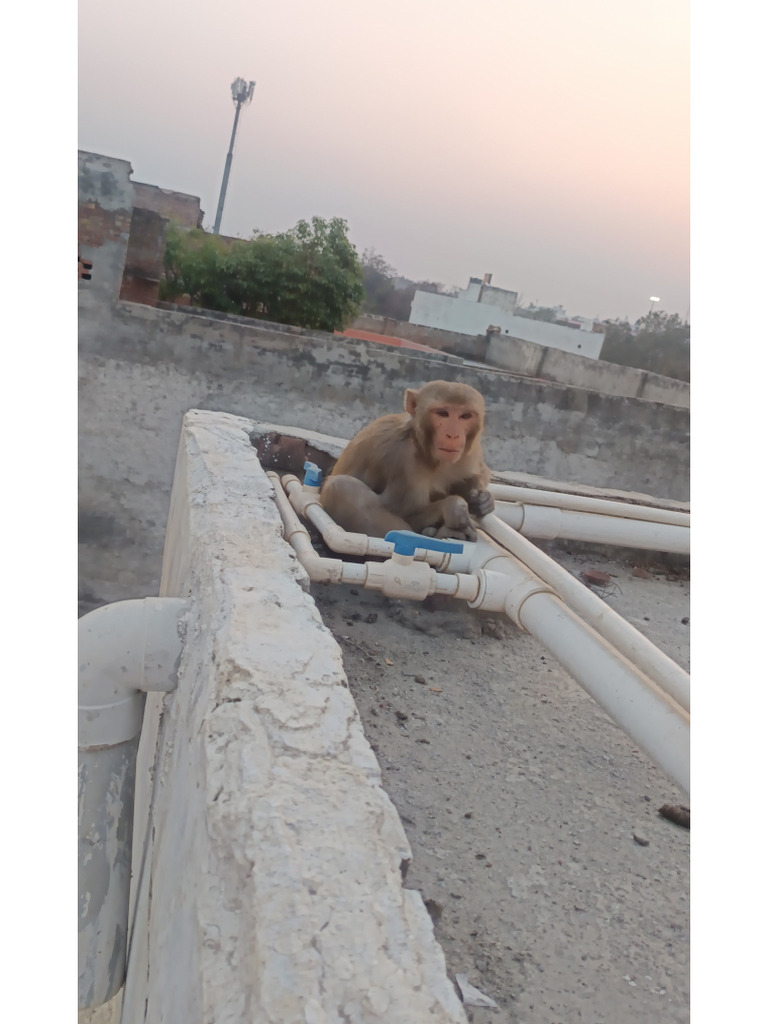 Monkey | PDF