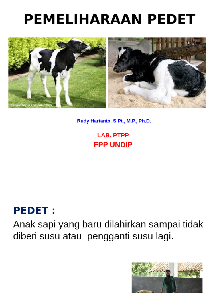Panduan Pemeliharaan Pedet Sapi | PDF