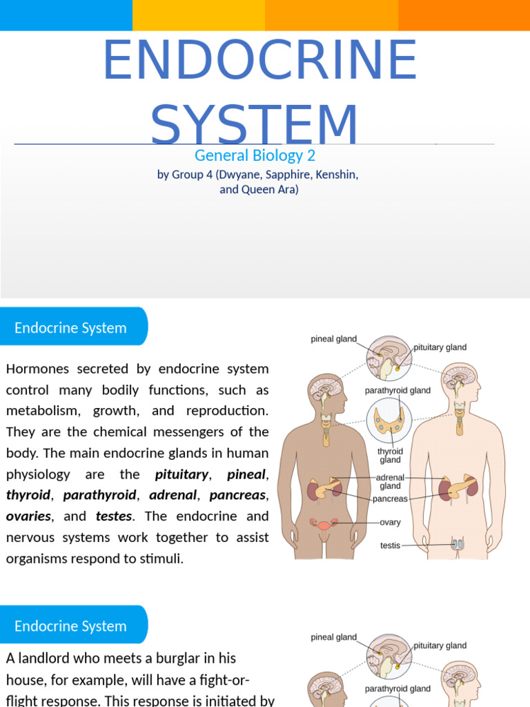 Overview of the Endocrine System | PDF | Endocrine System | Hormone