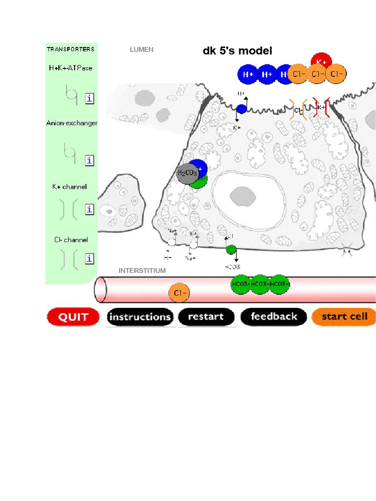 LUMEN dk 5's Interstitium Model | PDF