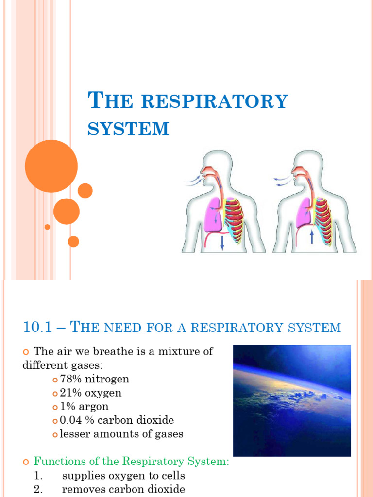 10.1-10.2 - Respiratory System | PDF | Lung | Respiratory System