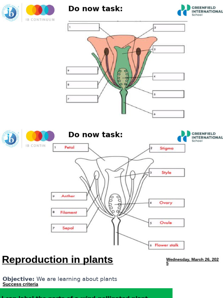 Wind vs Insect Pollinated Flowers | PDF | Flowers | Pollination