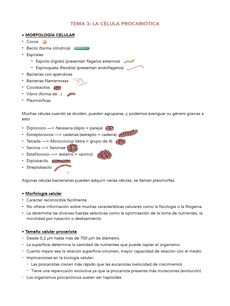 Morfología y Estructura de Células Procariotas | PDF | Membrana celular ...