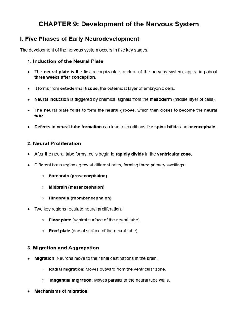 Five Phases of Nervous System Development | PDF | Nervous System | Neuron