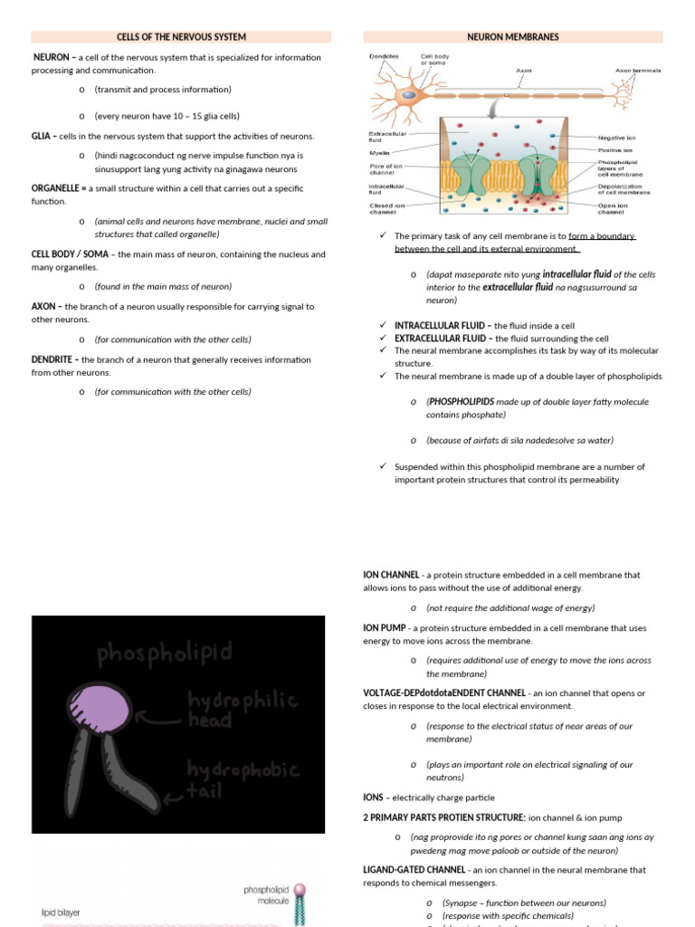 Cells of The Nervous System | PDF | Autonomic Nervous System | Nervous ...