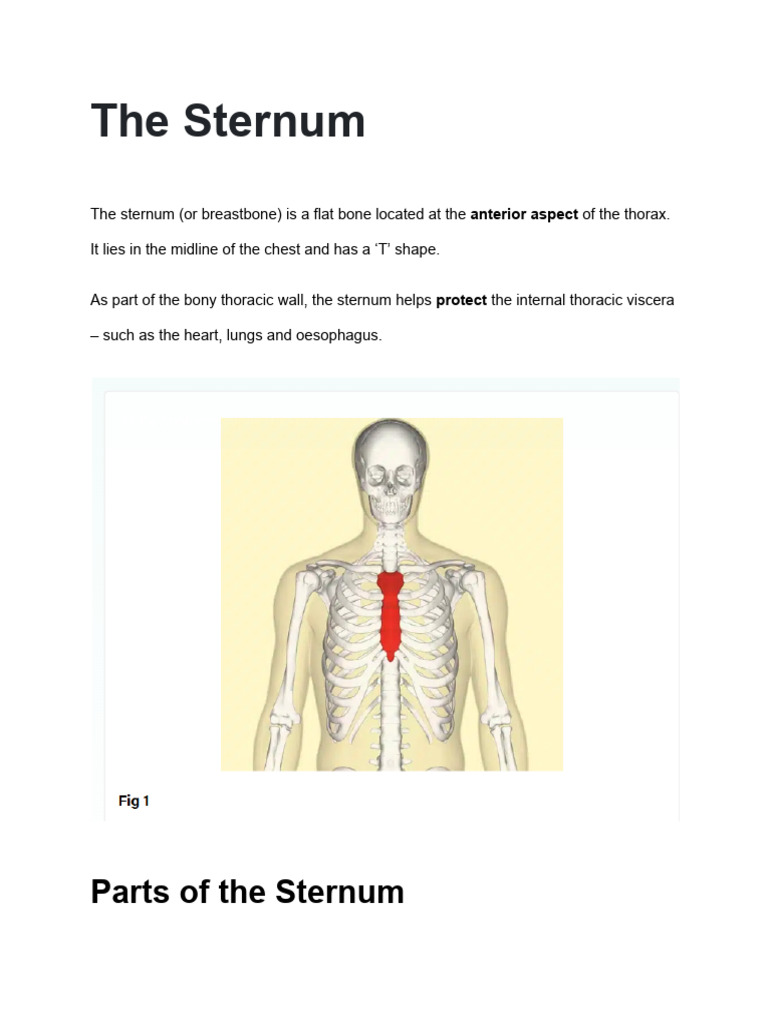 the sternum | PDF | Musculoskeletal System | Thorax (Human Anatomy)