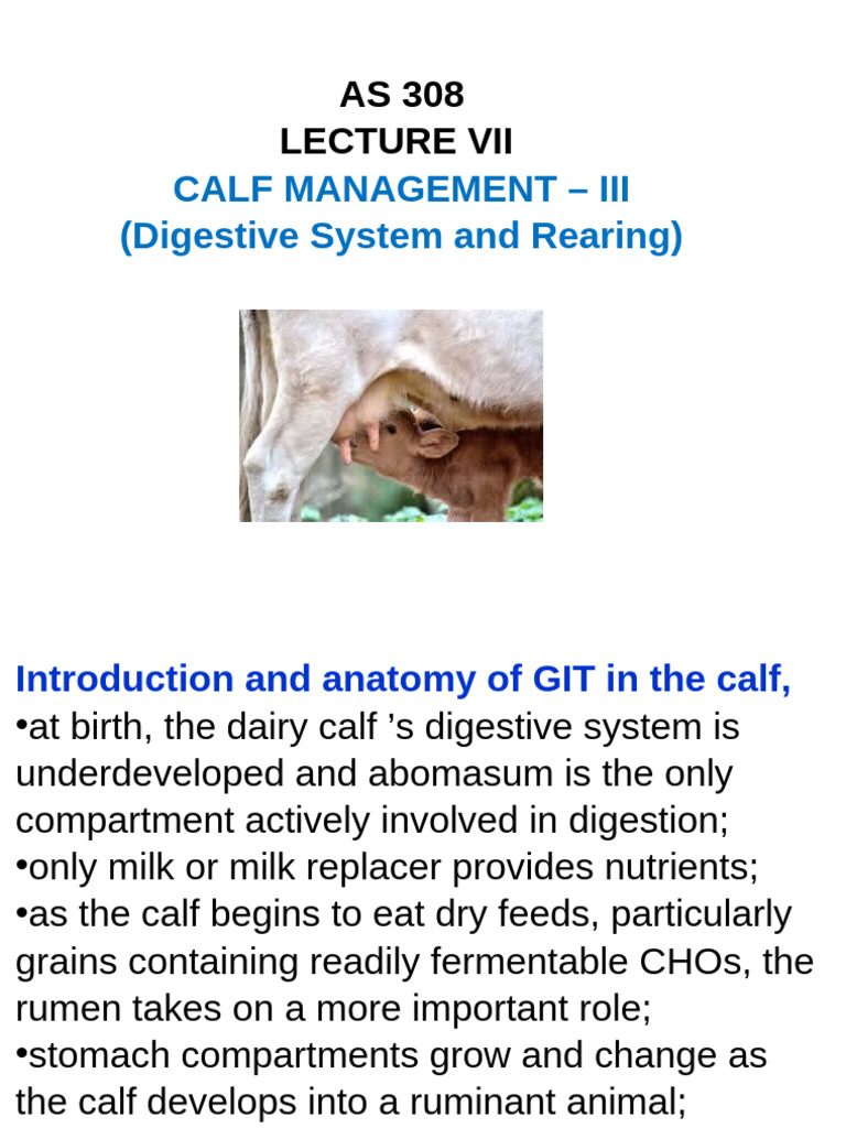 Calf Digestive System and Rearing Guide | PDF | Digestion | Ruminant