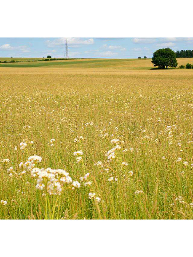 Prairie For Drawing5 | PDF