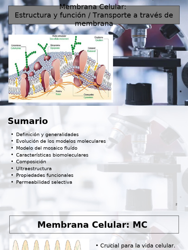 Estructura y Función de la Membrana Celular | PDF | Membrana biológica ...