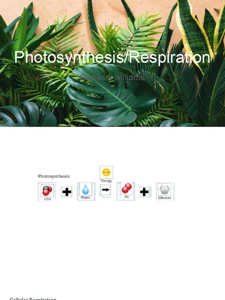 Photosynthesis Respiration Activity | PDF