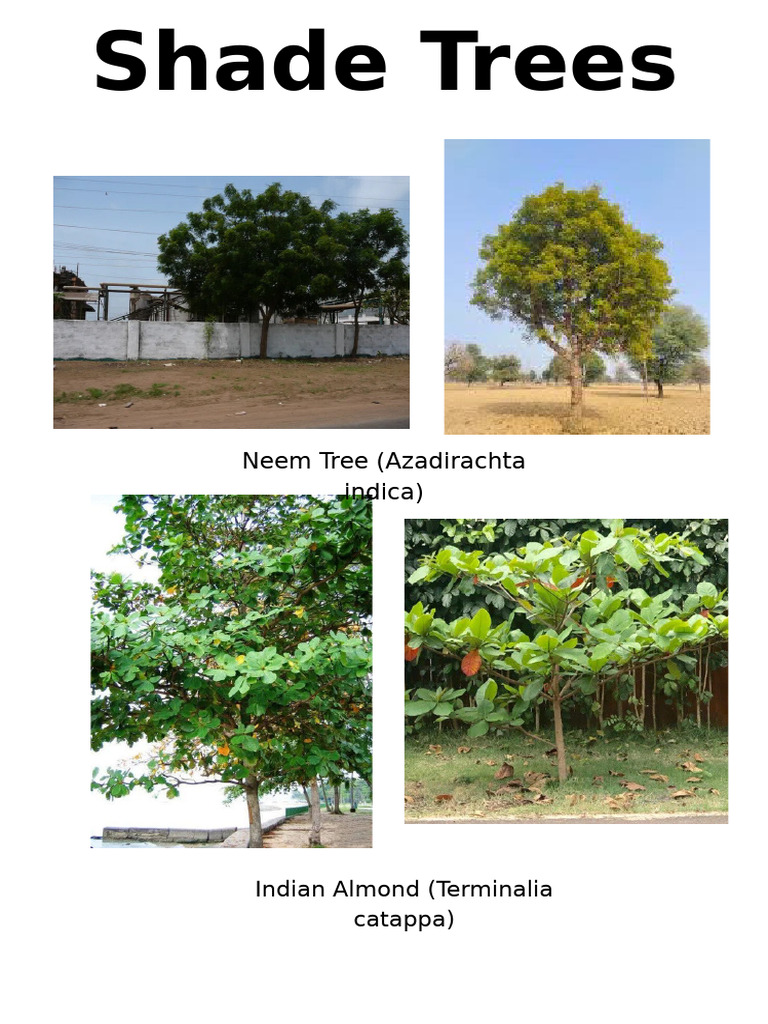 Top Shade and Ornamental Trees Guide | PDF
