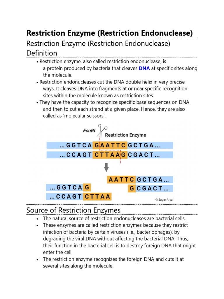 Overview of Restriction Enzymes | PDF | Restriction Enzyme | Dna