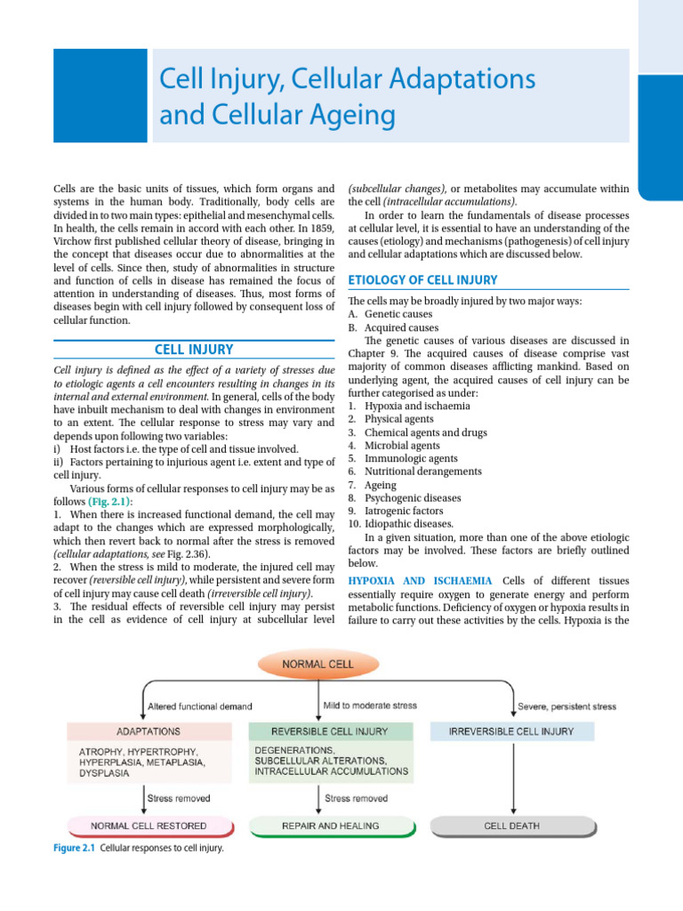 Cellular Injury | PDF | Antioxidant | Ischemia