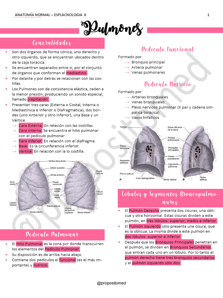 Anatomía de los Pulmones y su Estructura | PDF | Pulmón | Angiología