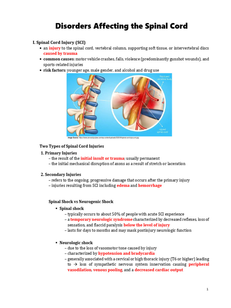 Understanding Spinal Cord Injuries | PDF | Spinal Cord Injury | Spinal Cord