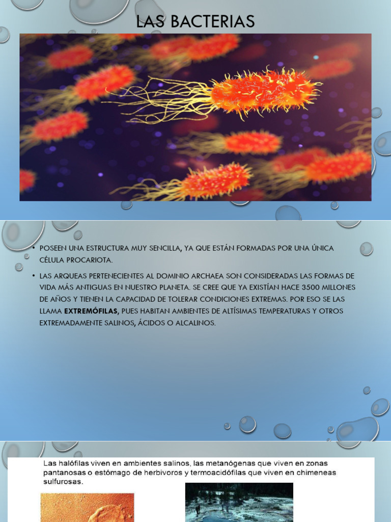 Estructura y Tipos de Bacterias | PDF