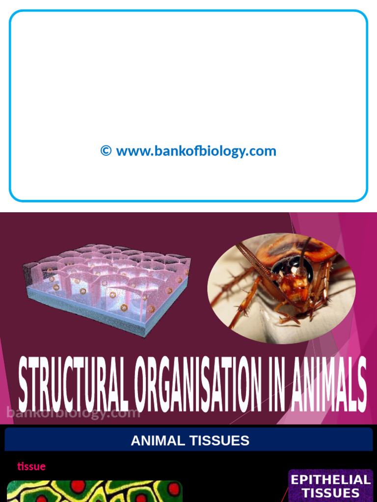 7 Structural Organisation in Animals | PDF | Epithelium | Connective Tissue