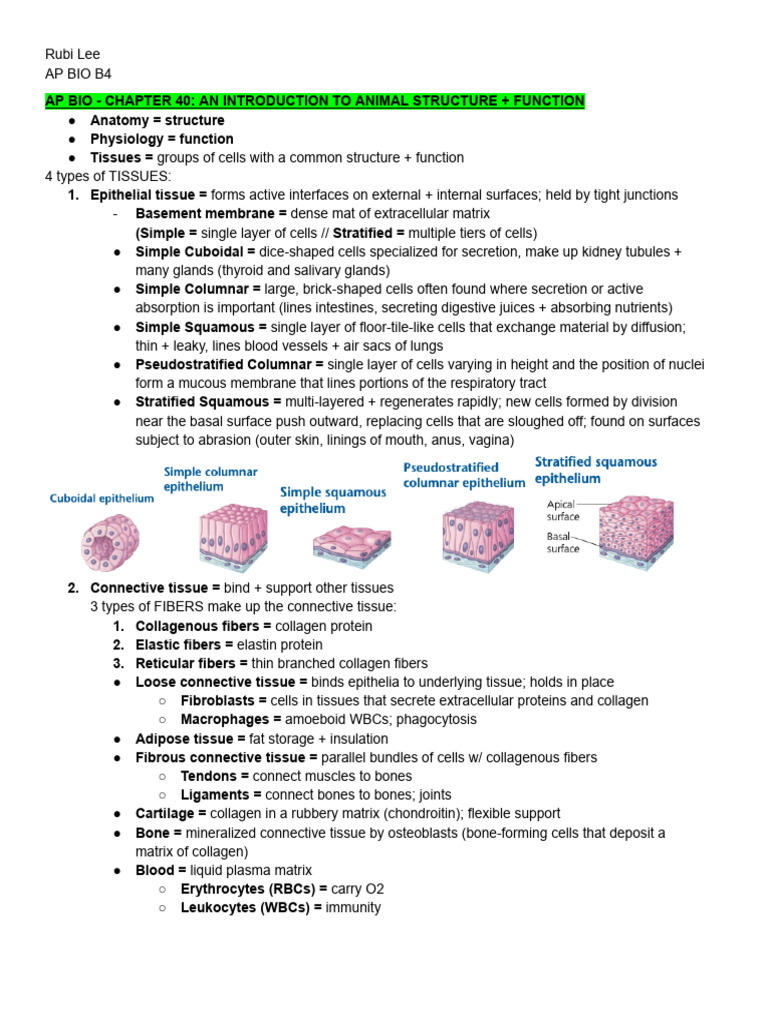 Animal Structure and Immune Function Overview | PDF | Immune System ...