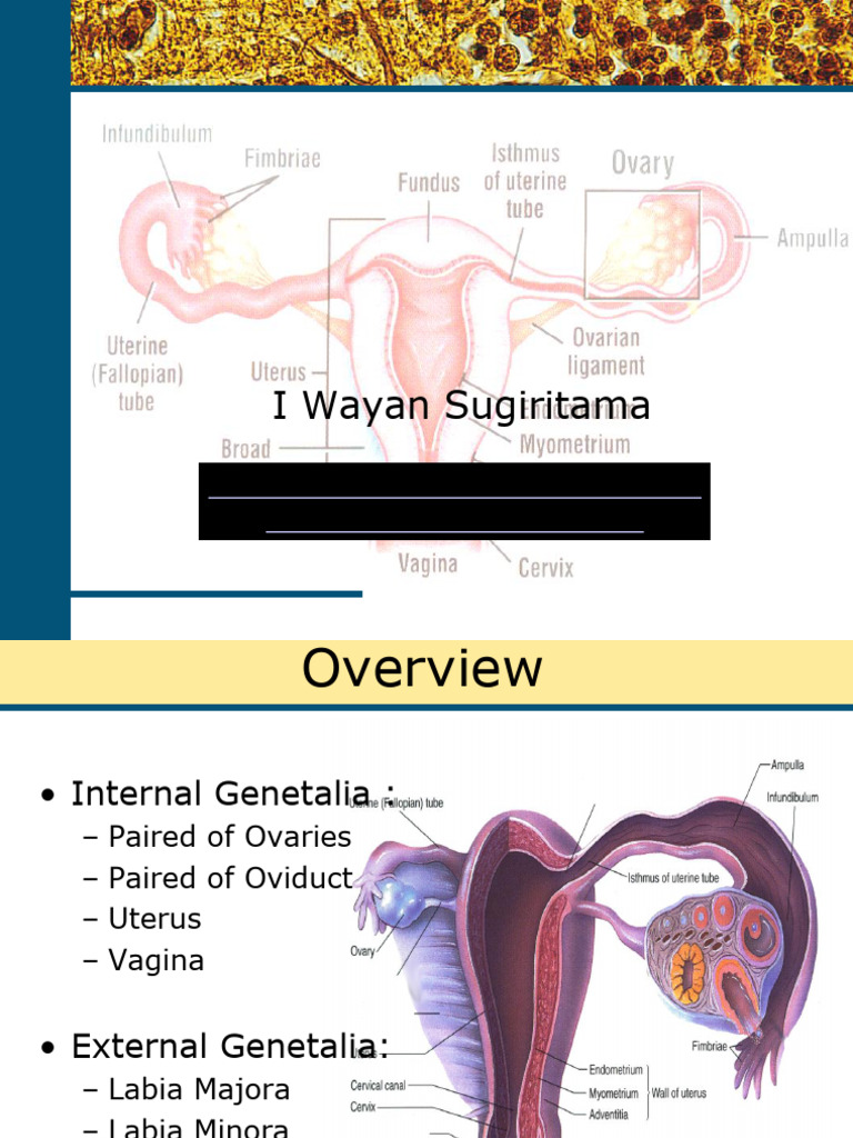 03 Hystology of Female Genital System | PDF | Menstrual Cycle | Ovary