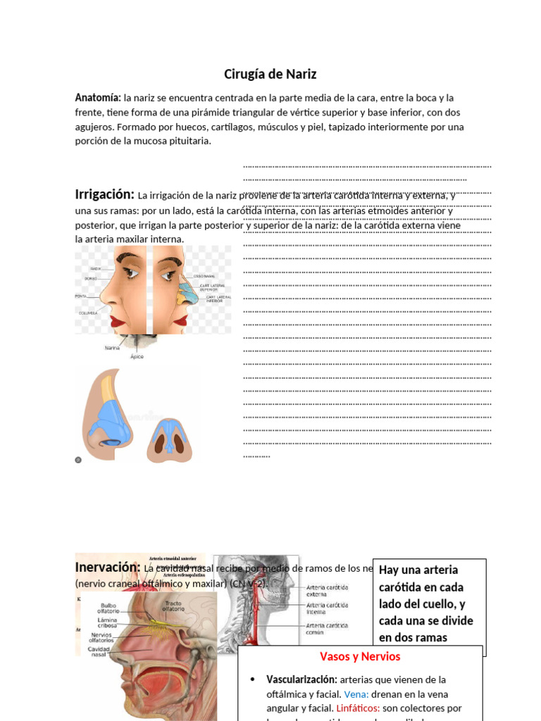 Cirugía de Nariz: Técnicas y Funciones | PDF | Nariz humana | Cabeza y ...