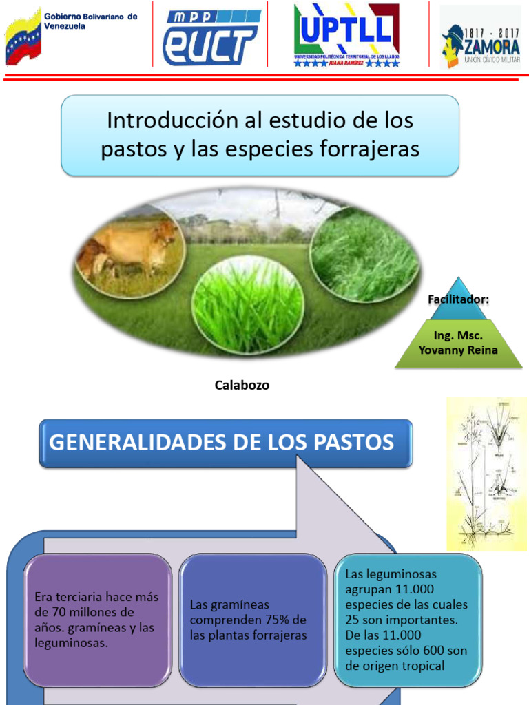 Estudio de Pastos y Forrajes en Ganadería | PDF | Pasto | Legumbre