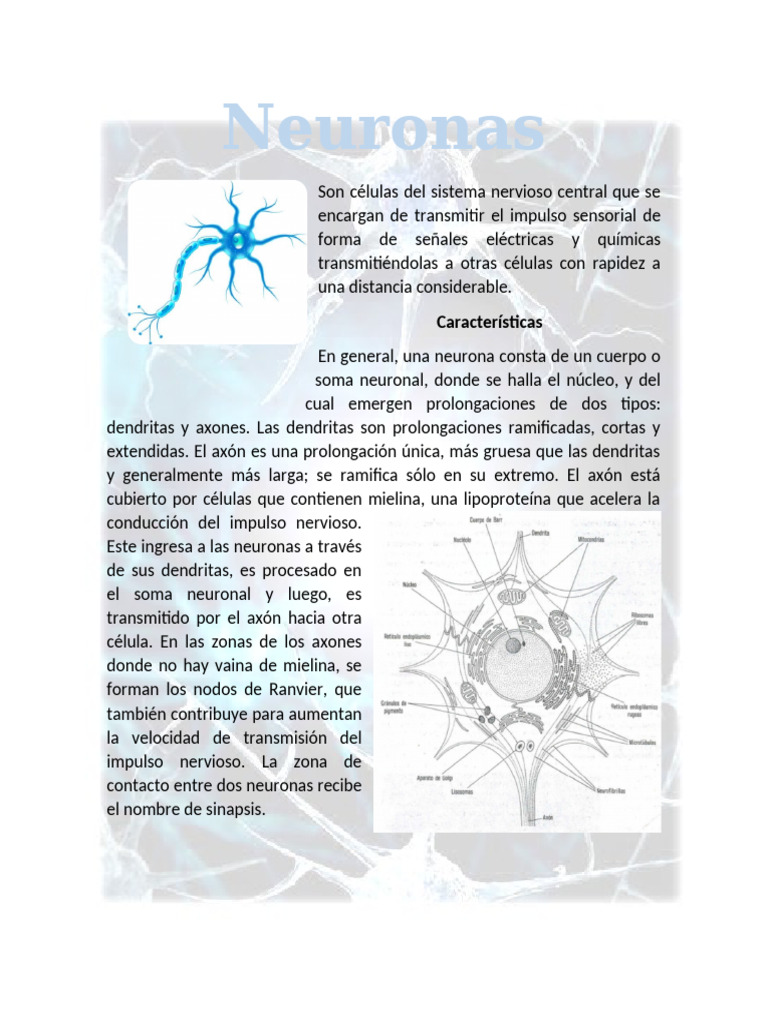Estructura y Función de las Neuronas | PDF | Sinapsis | Neurona