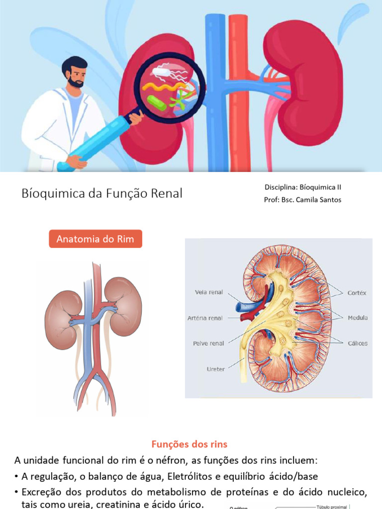 Hiperurinemia e Doença Renal Crônica | PDF | Rim | Creatinina