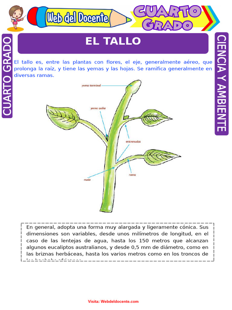 Funciones y tipos de tallos en plantas | PDF | Tallo de la planta ...