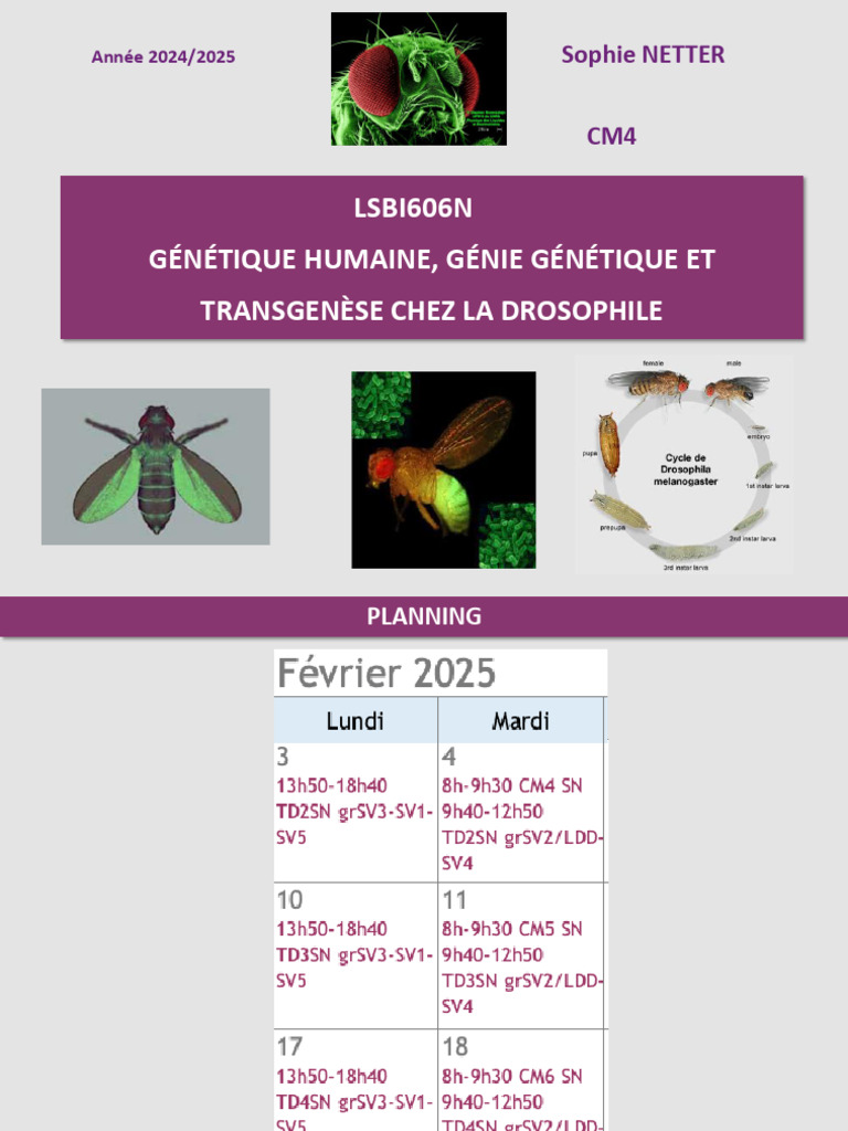 Génétique et transgénèse chez Drosophila | PDF | Gène | Expression ...