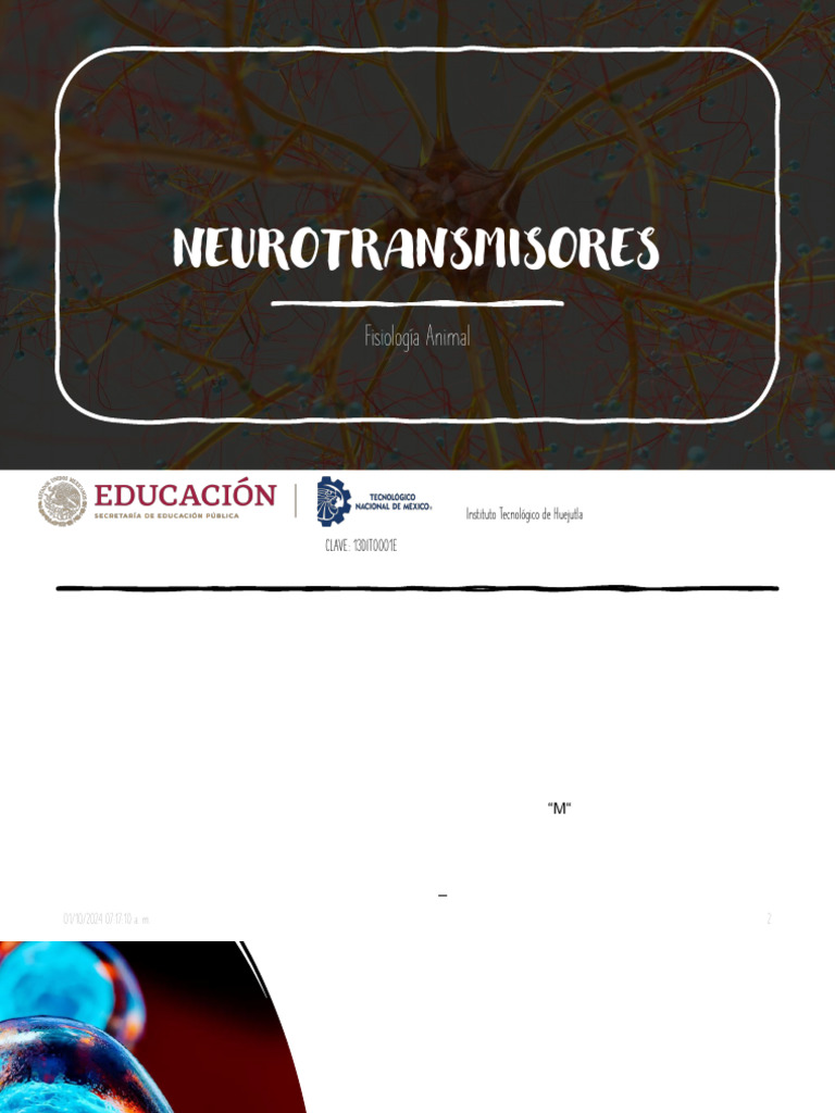 Funciones y Tipos de Neurotransmisores | PDF | Serotonina | Sinapsis