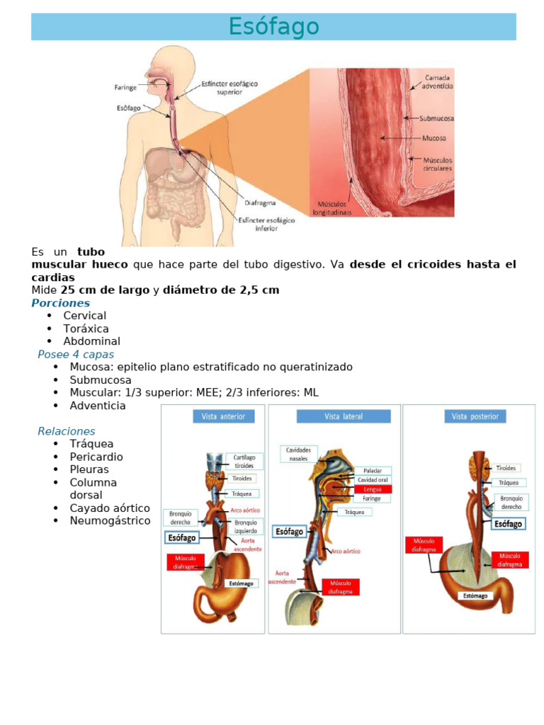 Esófago | PDF | Esófago | Sistema digestivo