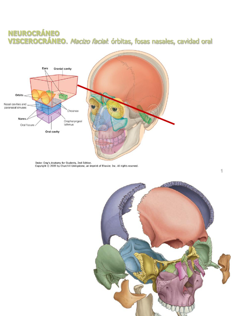 Anatomía de la Órbita Ocular | PDF | Sistema esquelético ...